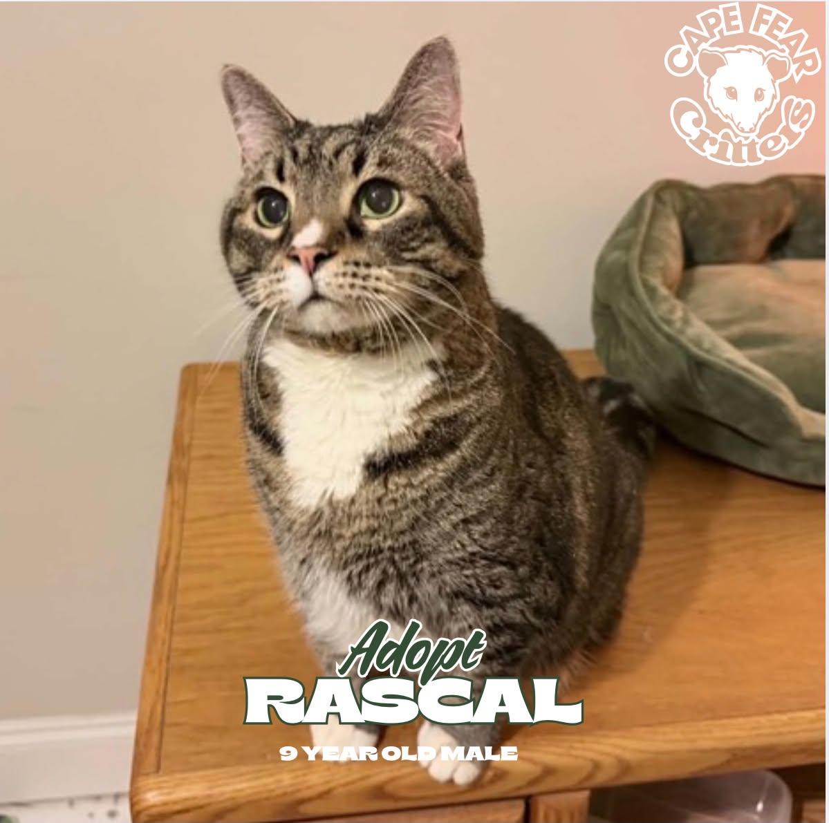 Rascal, Adoptable, Senior Male Domestic Short Hair.