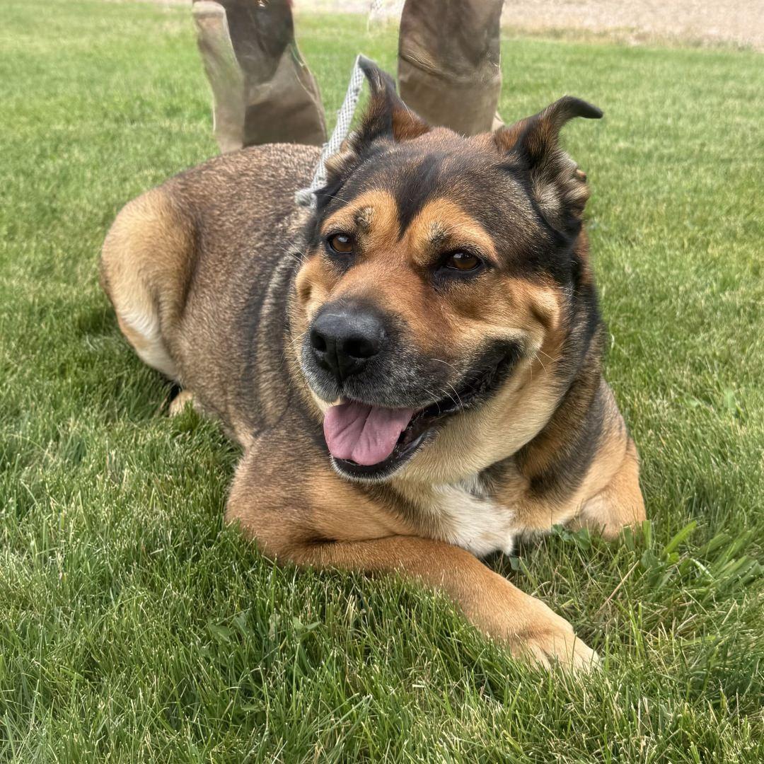 Enlarge Peggy, a Adoptable mixed breed in Burbank, CA image 5/5