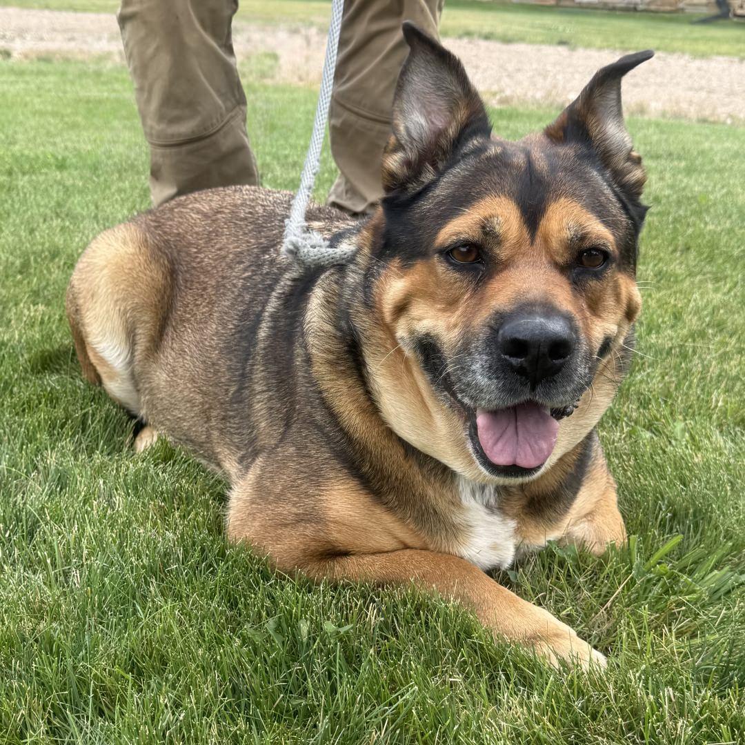 Enlarge Peggy, a Adoptable mixed breed in Burbank, CA image 4/5