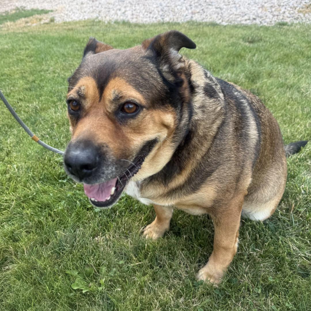 Enlarge Peggy, a Adoptable mixed breed in Burbank, CA image 2/5