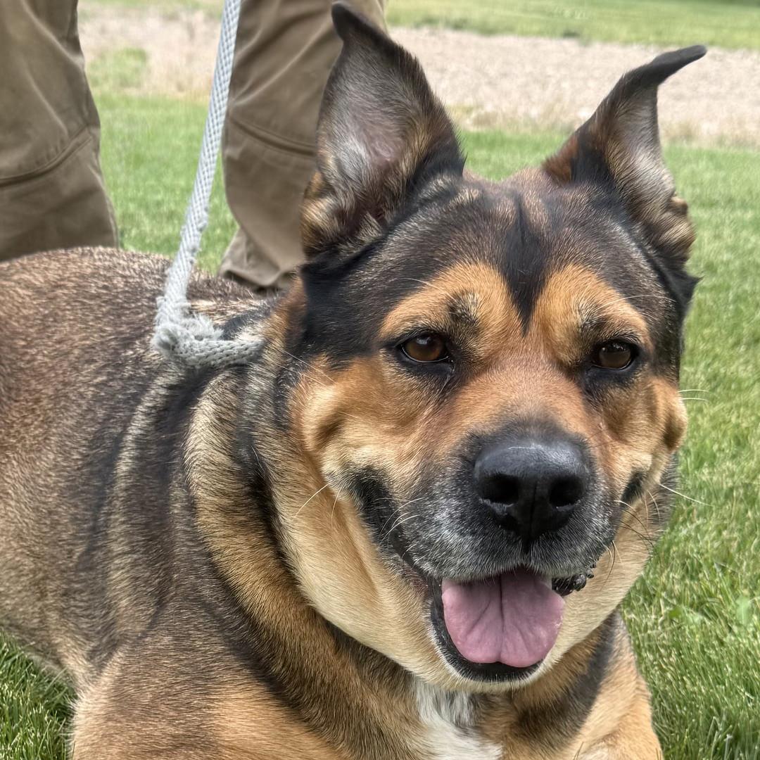 Enlarge Peggy, a Adoptable mixed breed in Burbank, CA image 1/5