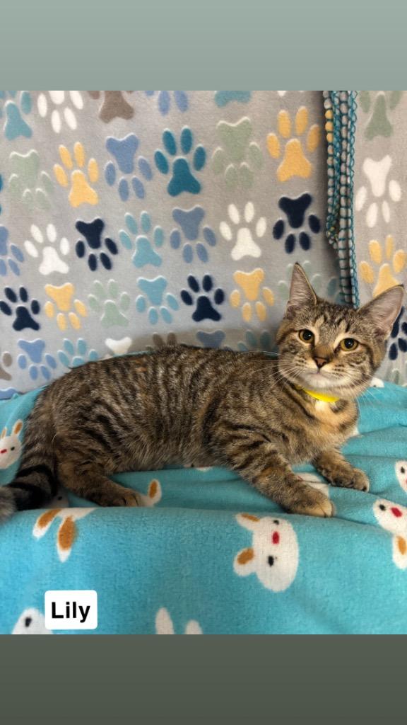 Lily, Adoptable, Kitten Female Domestic Short Hair.