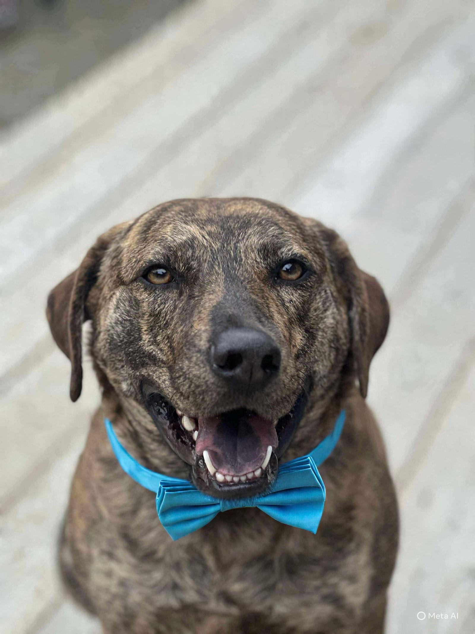 Ringo, Adoptable, Adult Male Labrador Retriever & Plott Hound.