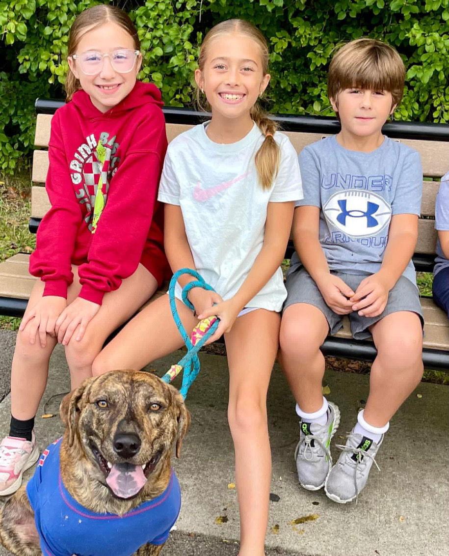 Ringo, a Adoptable mixed breed in Tonawanda, NY image 2/3