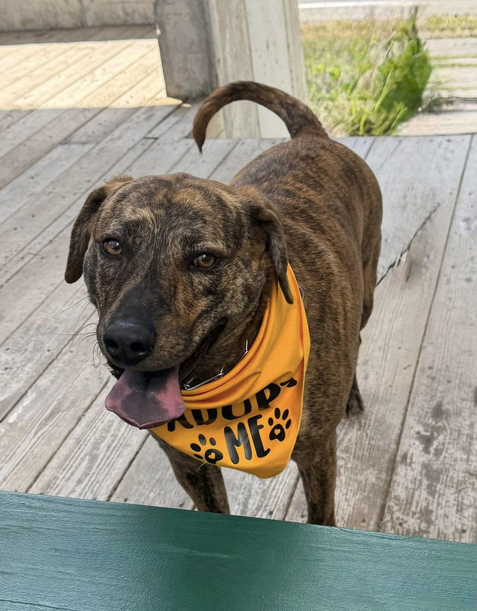 Ringo, a Adoptable mixed breed in Tonawanda, NY image 3/3