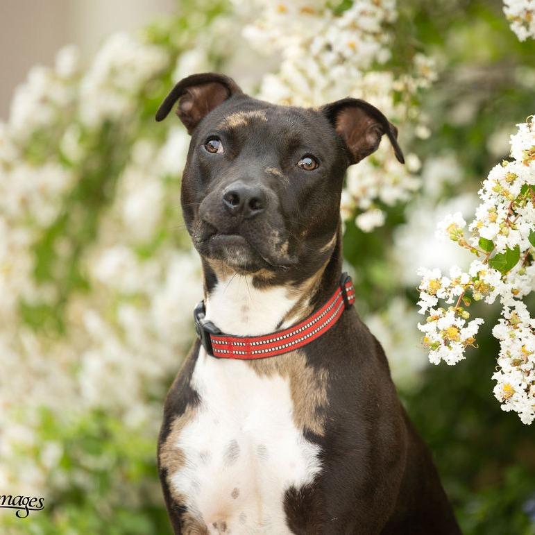 Ollie, Adoptable, Young Male Catahoula Leopard Dog & Black Labrador Retriever.