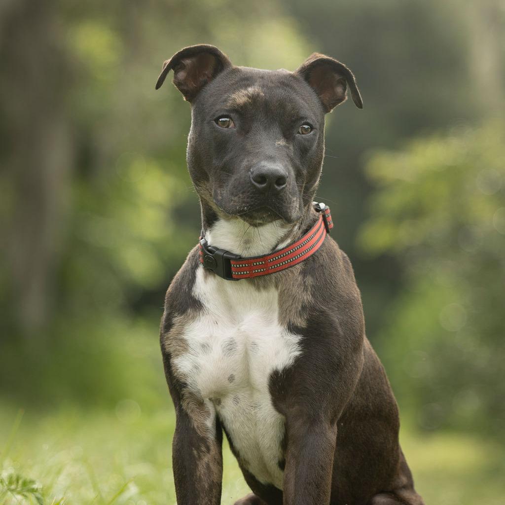 Enlarge Ollie, a Adoptable mixed breed in Tampa, FL image 2/6
