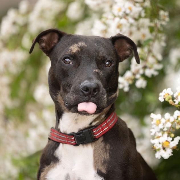Enlarge Ollie, a Adoptable mixed breed in Tampa, FL image 3/6
