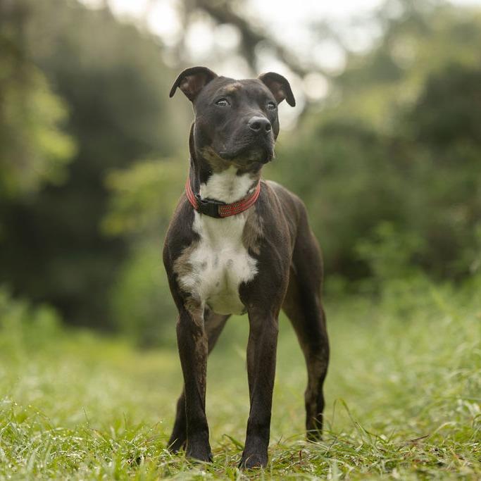 Enlarge Ollie, a Adoptable mixed breed in Tampa, FL image 4/6