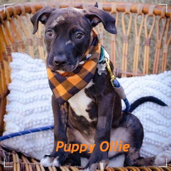 Enlarge Ollie, a Adoptable mixed breed in Tampa, FL image 5/6