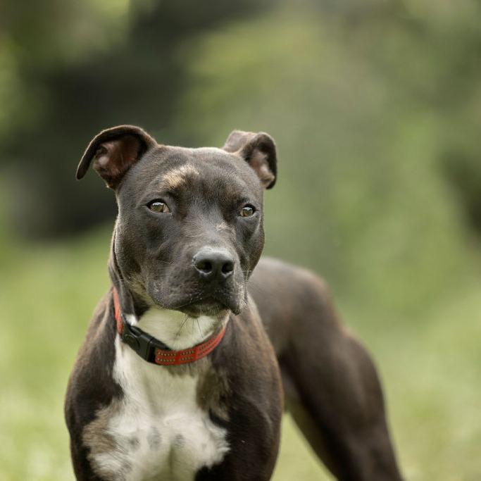 Enlarge Ollie, a Adoptable mixed breed in Tampa, FL image 6/6