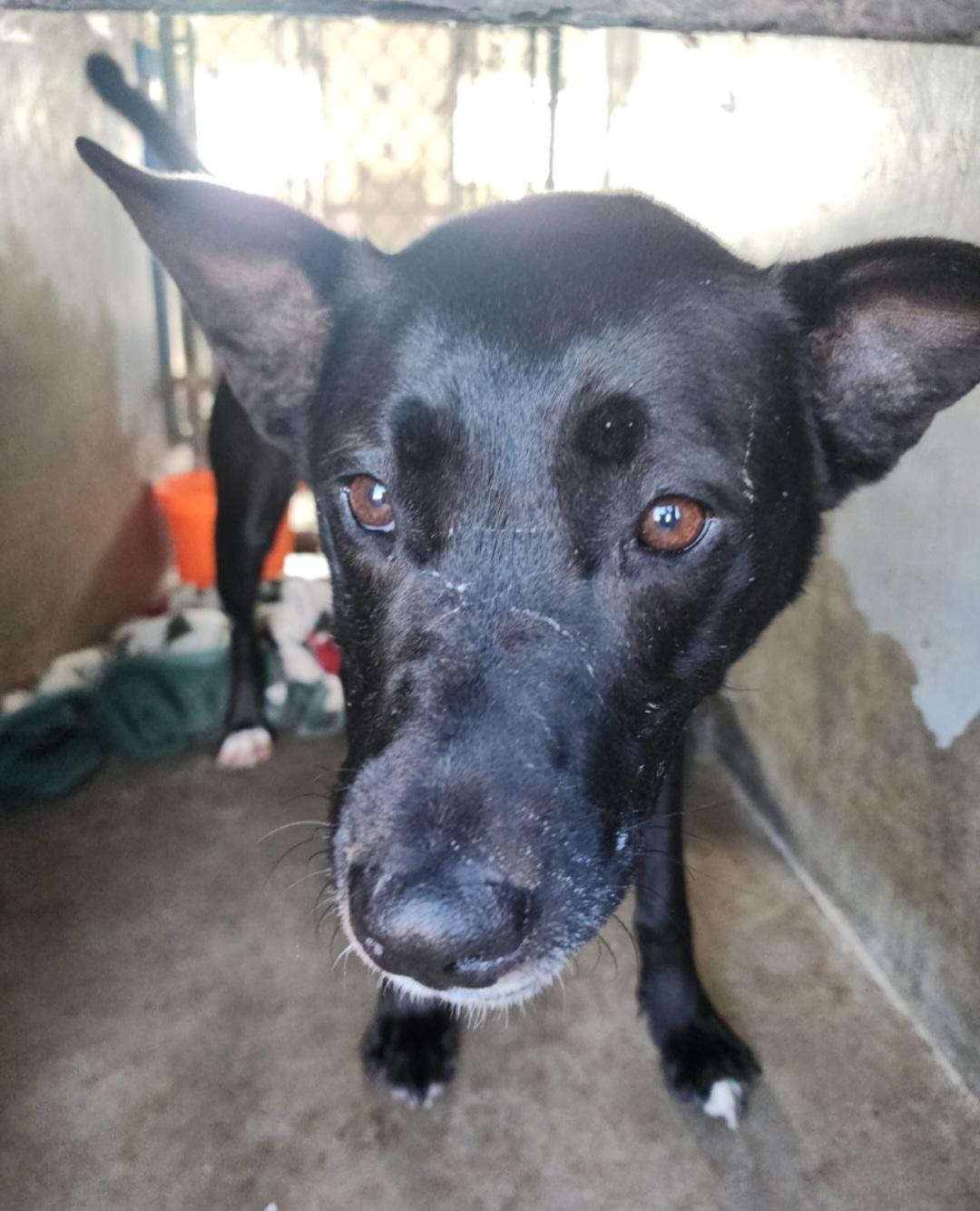 Olive, a ADOPTABLE mixed breed in Tacoma, WA image 4/4