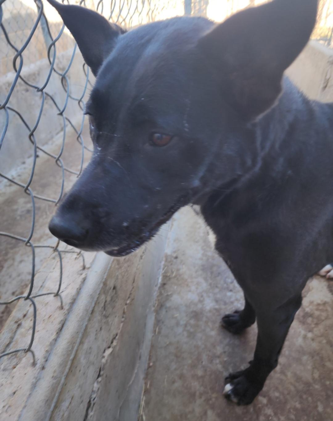 Olive, a ADOPTABLE mixed breed in Tacoma, WA image 2/4