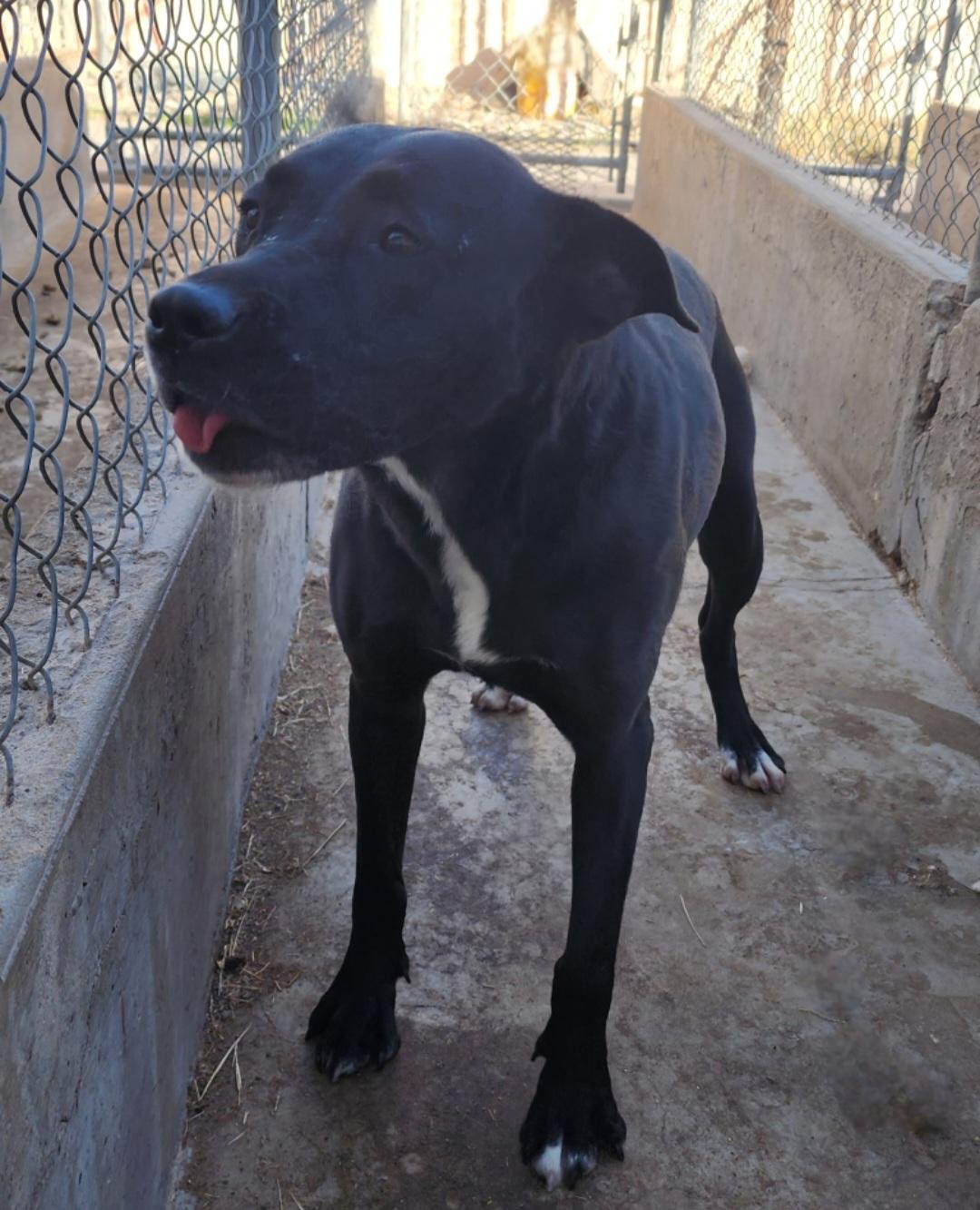 Olive, ADOPTABLE, Adult Female Pit Bull Terrier.