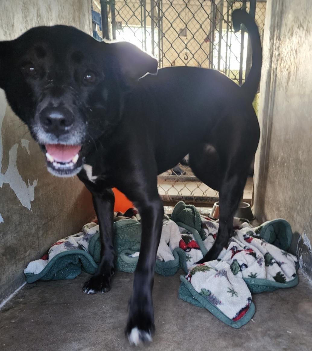 Olive, a ADOPTABLE mixed breed in Tacoma, WA image 3/4