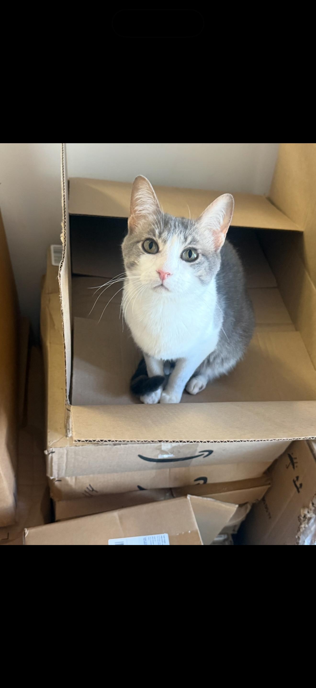 Enlarge Percy, a ADOPTABLE American Shorthair in Sunbright, TN image 1/1