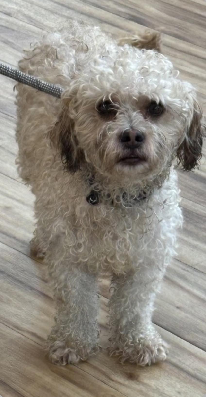 Buck, Adopted, Adult Male Schnoodle.