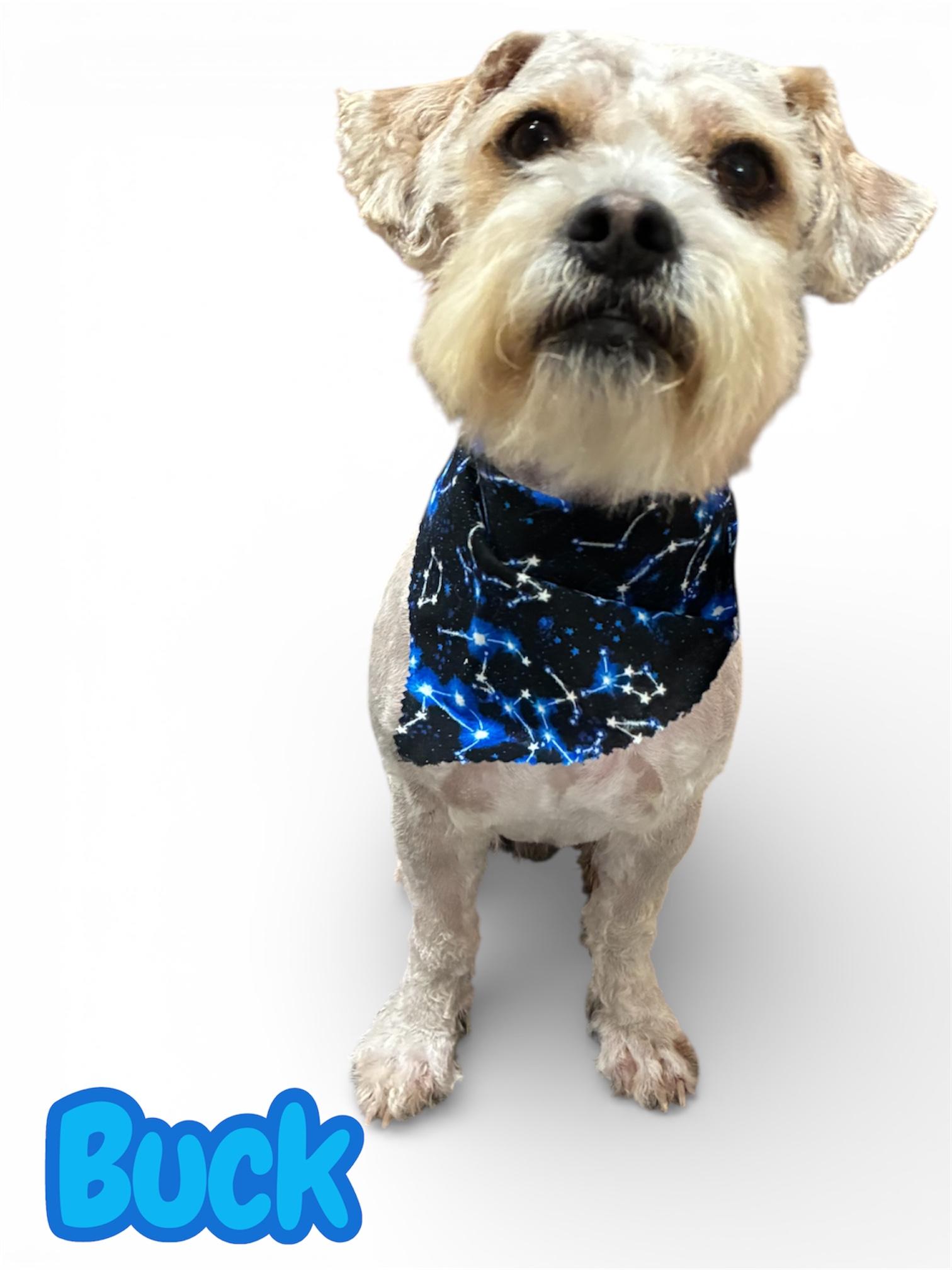 Enlarge Buck, a Adopted Schnoodle in Alvarado, TX image 2/2