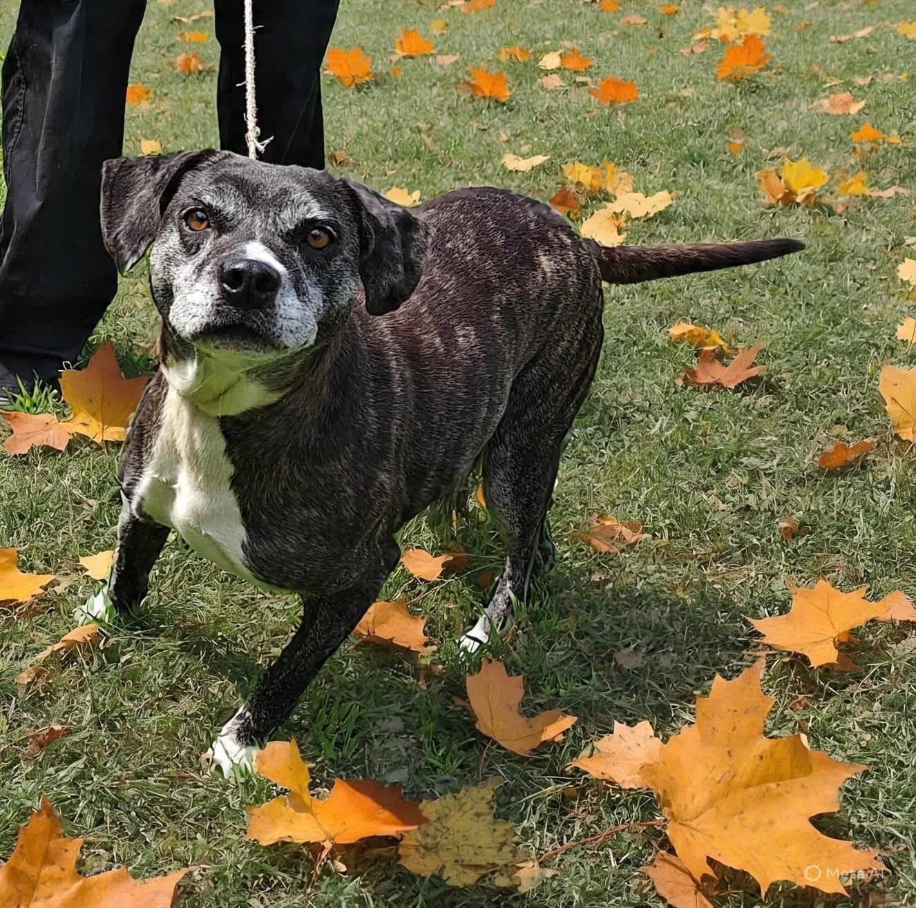 Cider, Adoptable, Senior Female Pit Bull Terrier.