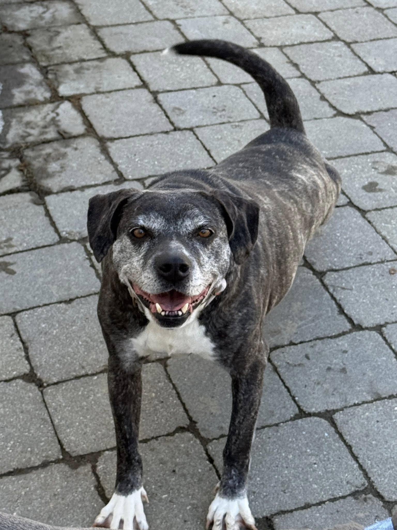 Enlarge Cider, a Adoptable Pit Bull Terrier in Ossining, NY image 3/3