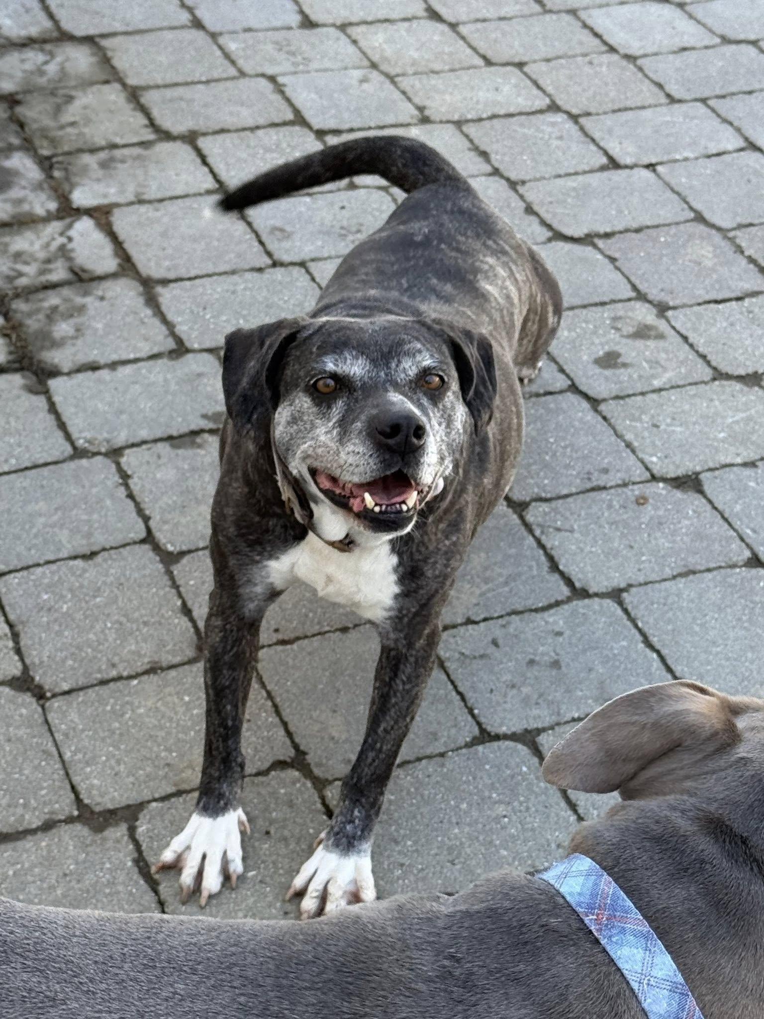 Enlarge Cider, a Adoptable Pit Bull Terrier in Ossining, NY image 1/3