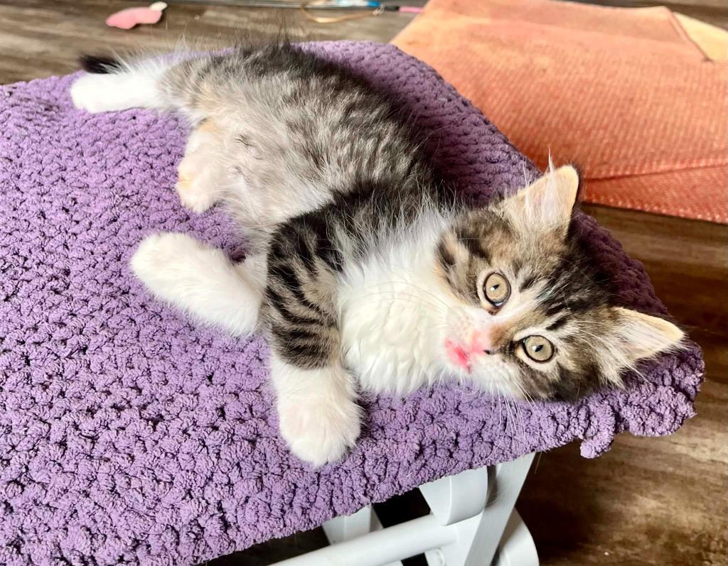 Gus (Bonded with Joe), Adoptable, Kitten Male Domestic Medium Hair.