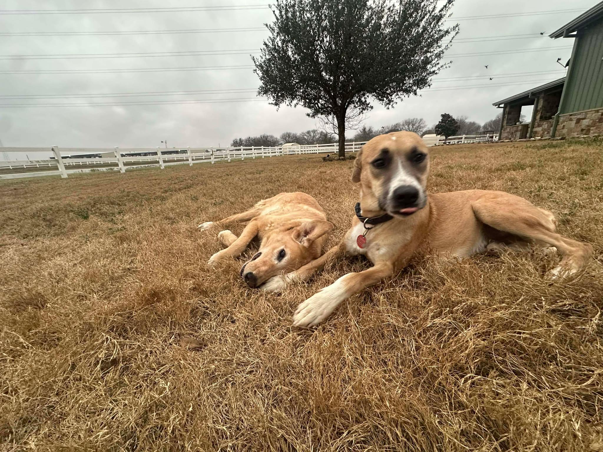Flip, an adopted mixed breed in Kerrville, TX image 3/6