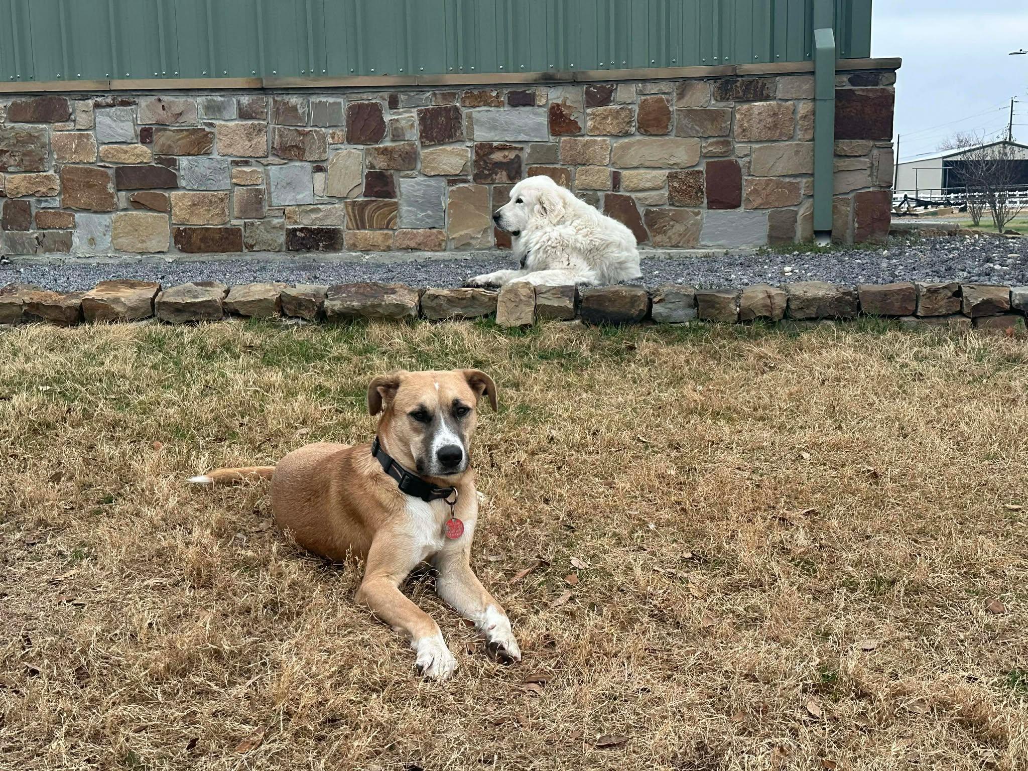 Flip, an adopted mixed breed in Kerrville, TX image 4/6