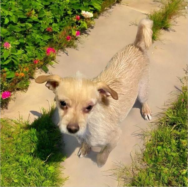 Enlarge Papi, a Adopted mixed breed in Tucson, AZ image 1/1