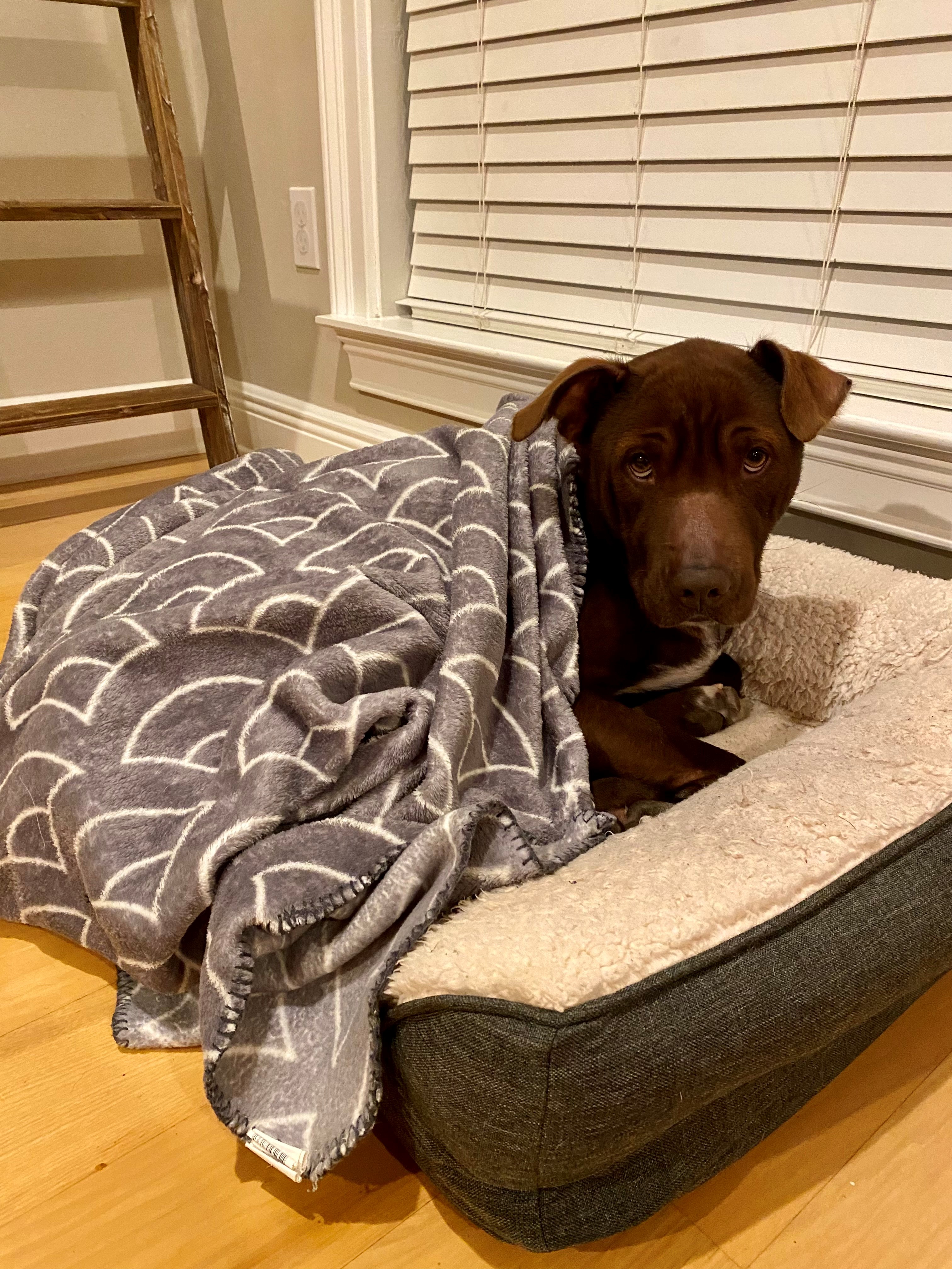 Enlarge Granger, an adopted mixed breed in Tallahassee, FL image 1/3