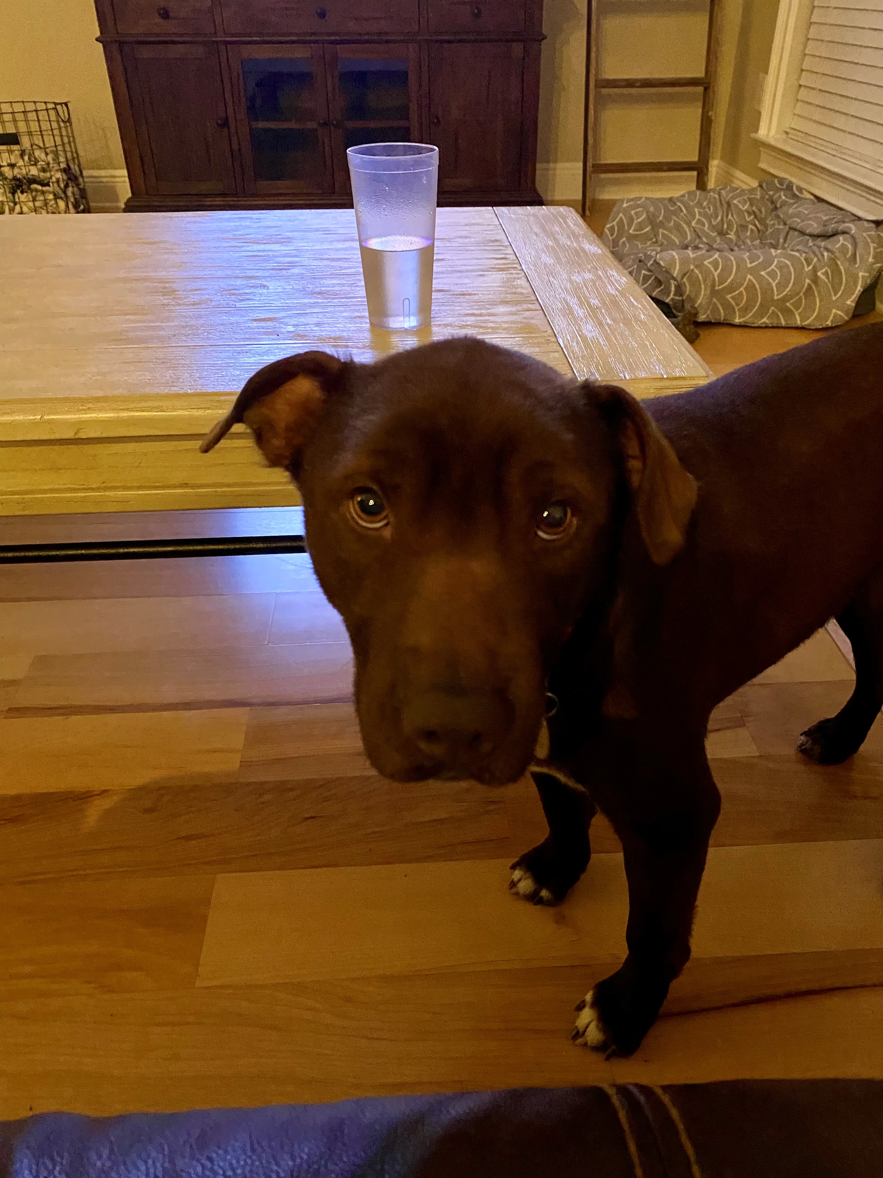 Enlarge Granger, an adopted mixed breed in Tallahassee, FL image 2/3