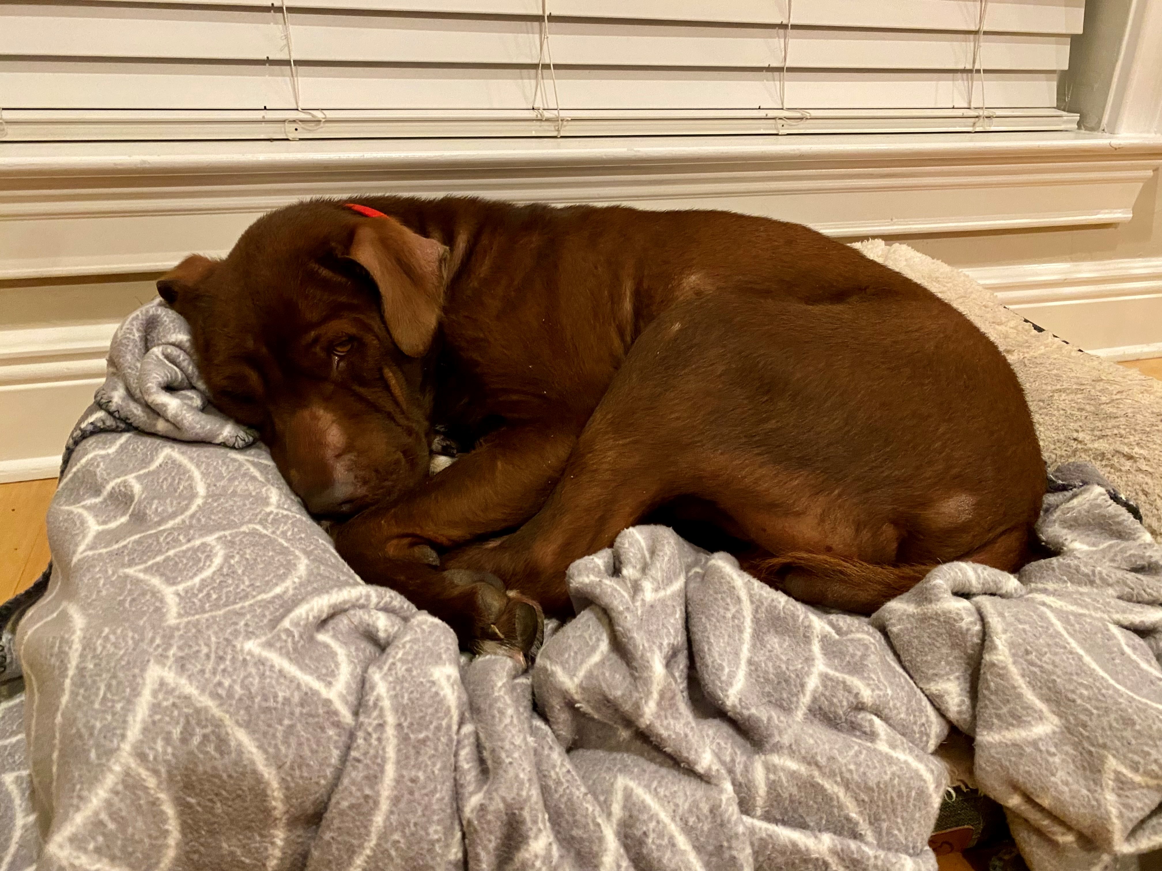 Enlarge Granger, an adopted mixed breed in Tallahassee, FL image 3/3