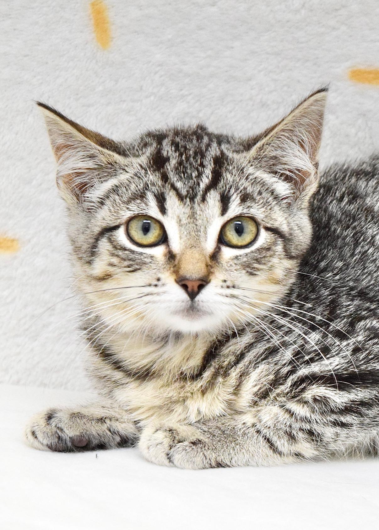 Ladybug, ADOPTABLE, Kitten Female Domestic Short Hair.