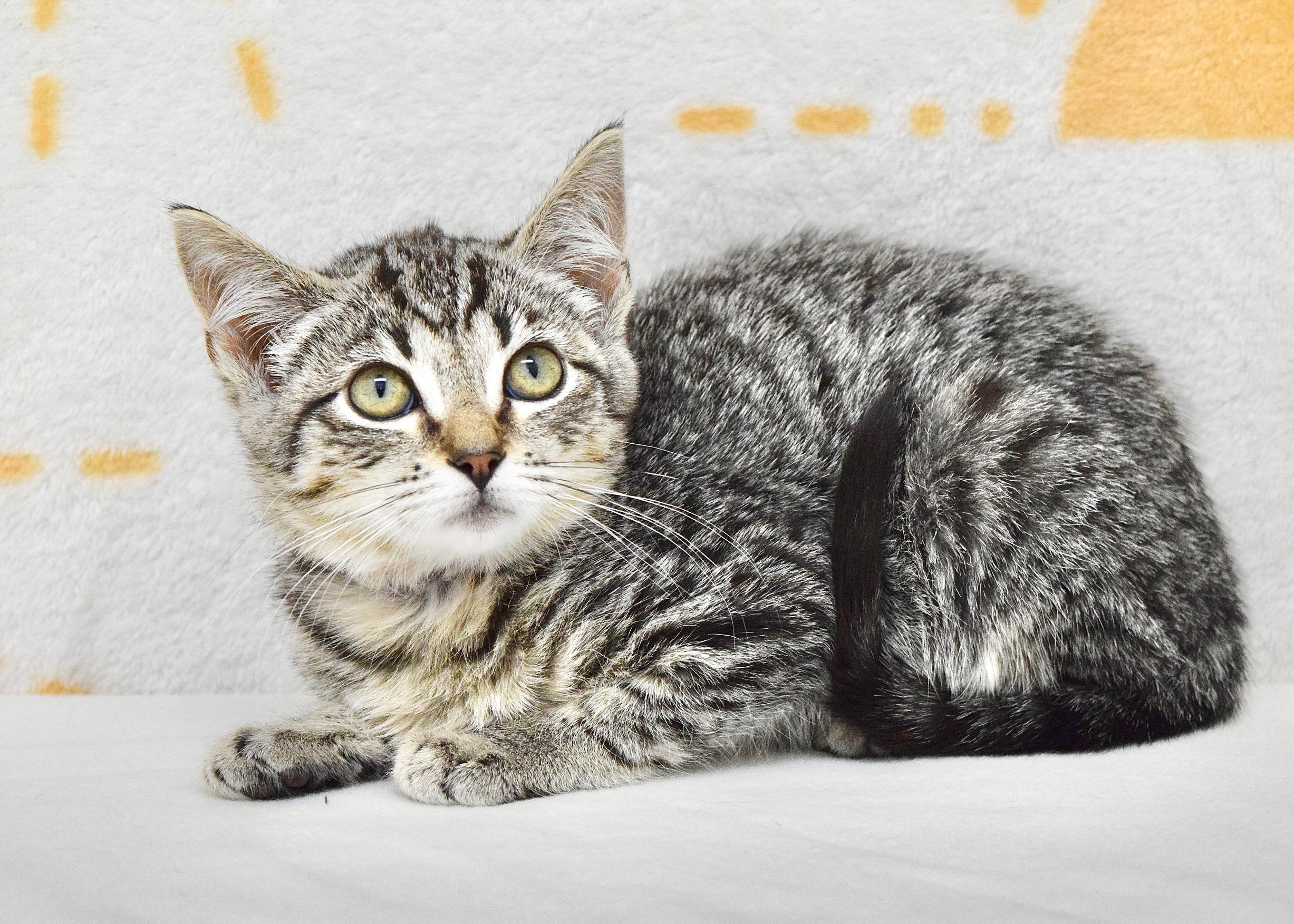 Enlarge Ladybug, a ADOPTABLE Domestic Short Hair in Dublin, CA image 2/2