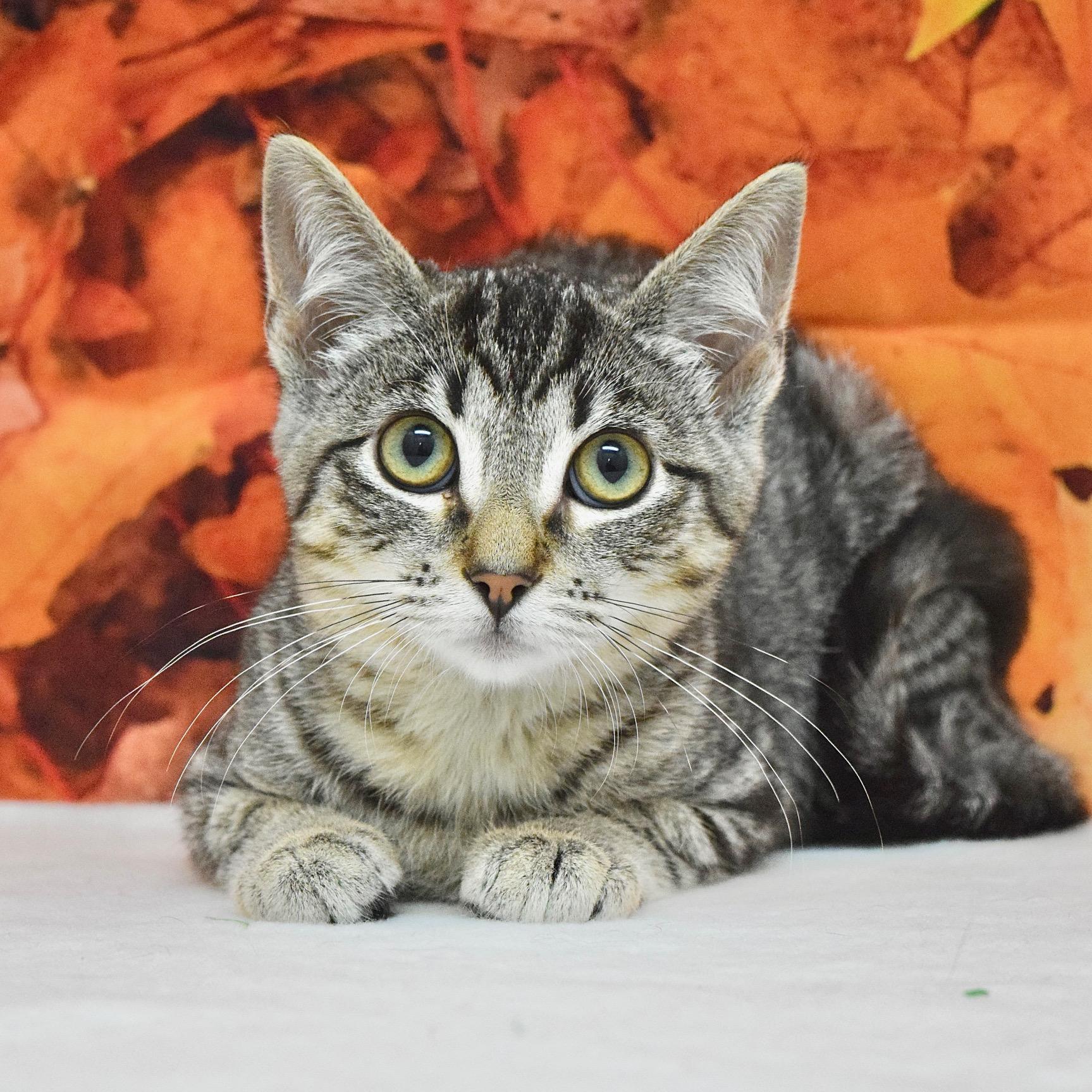 Enlarge Ladybug, a Adoptable Domestic Short Hair in Dublin, CA image 1/3