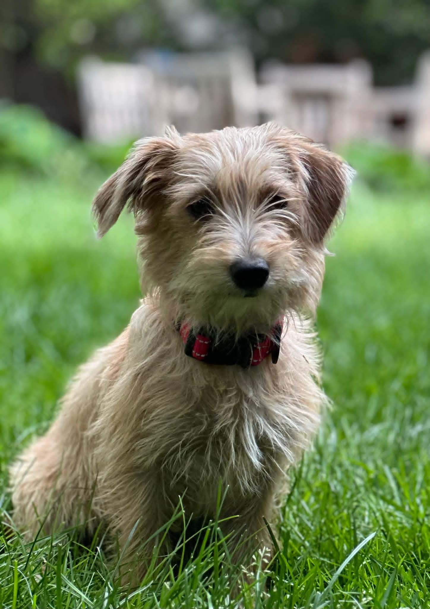 Enlarge Molly, a ADOPTABLE mixed breed in Collingswood, NJ image 1/3