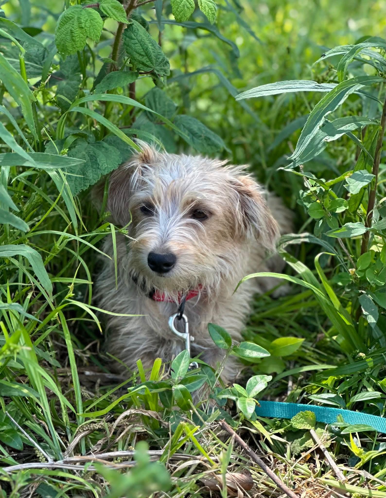 Enlarge Molly, a ADOPTABLE mixed breed in Collingswood, NJ image 2/3