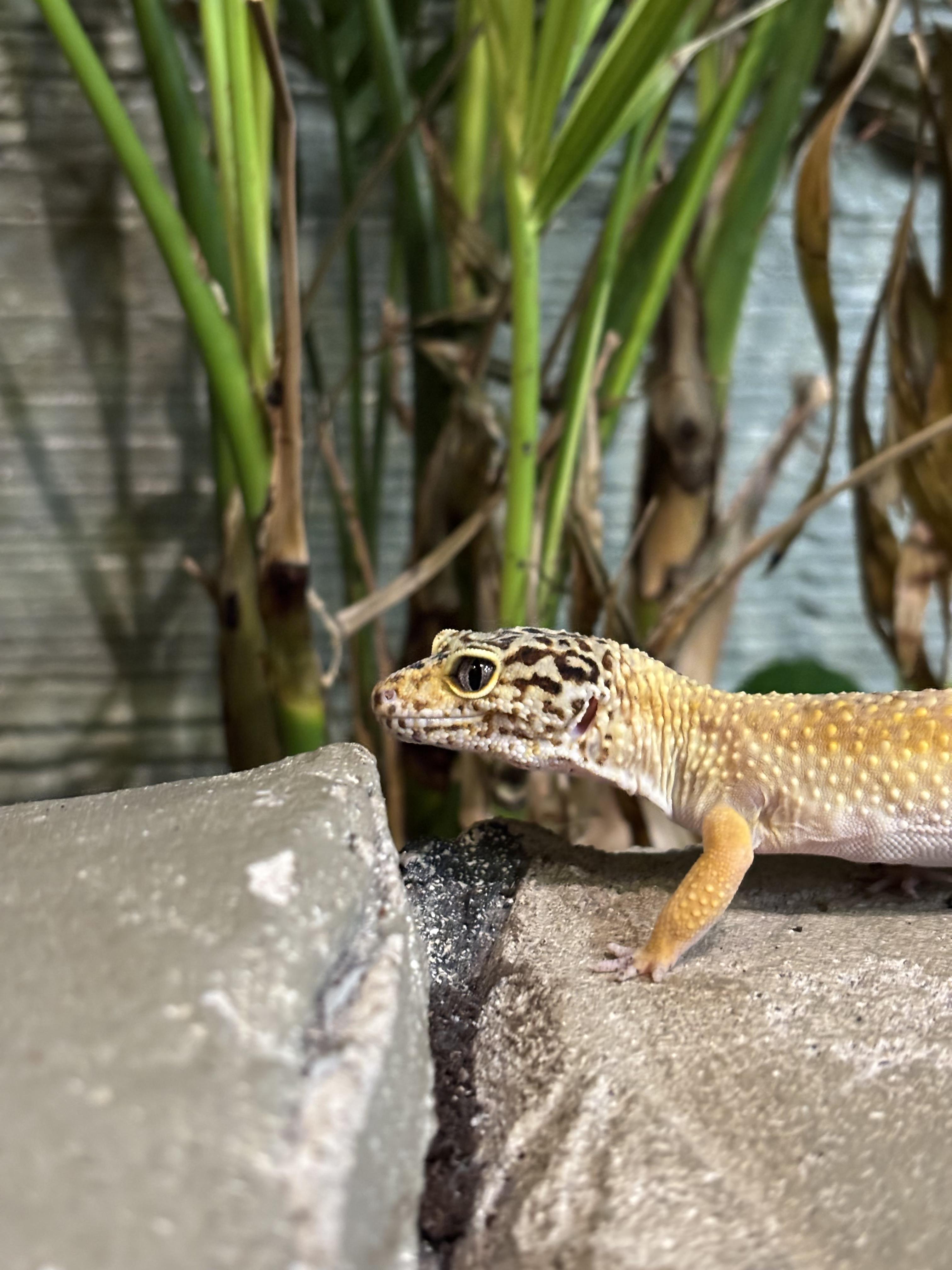 Doom, a Adopted Gecko in Concord, ON image 1/4
