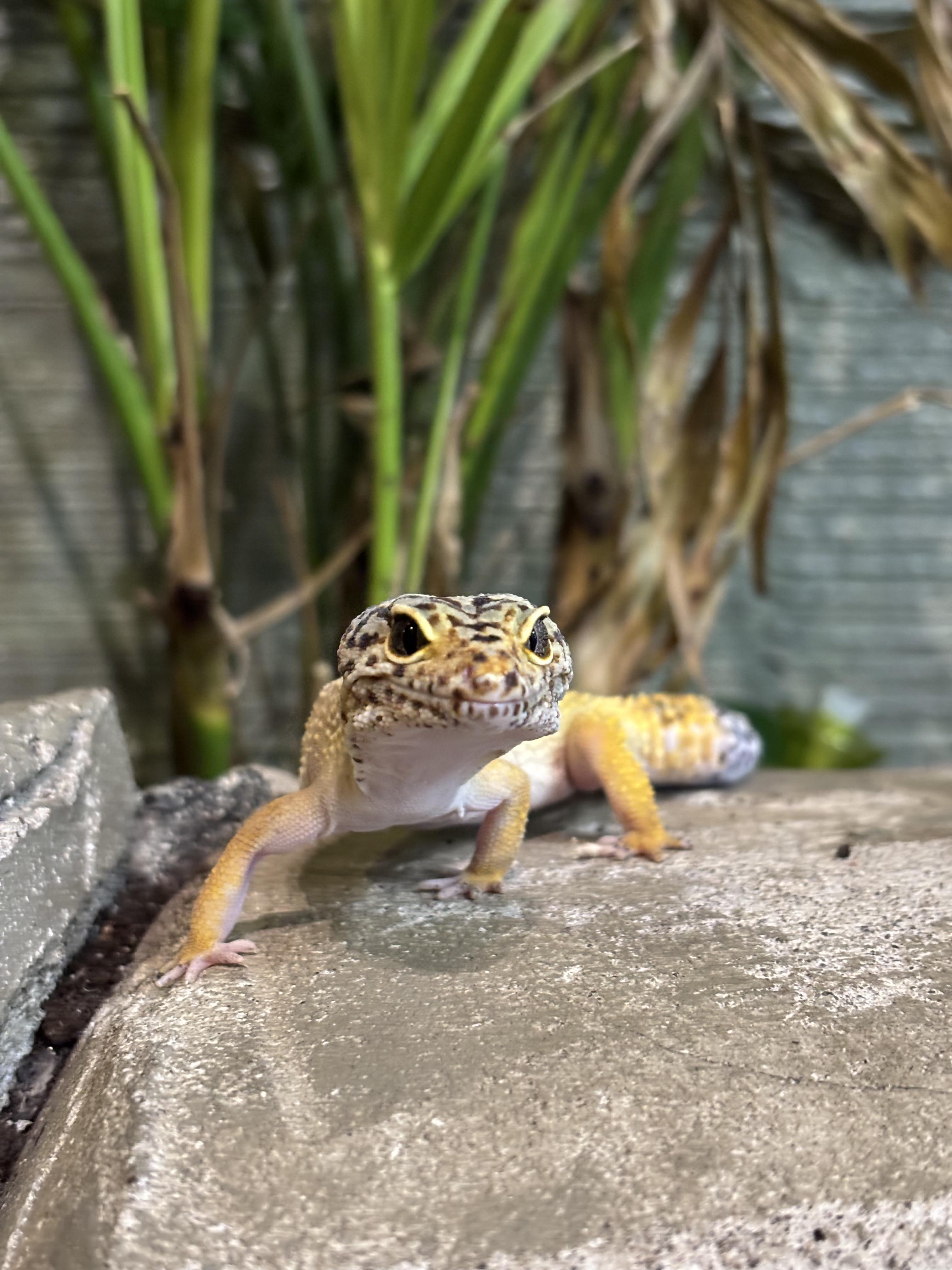 Doom, a Adopted Gecko in Concord, ON image 2/4