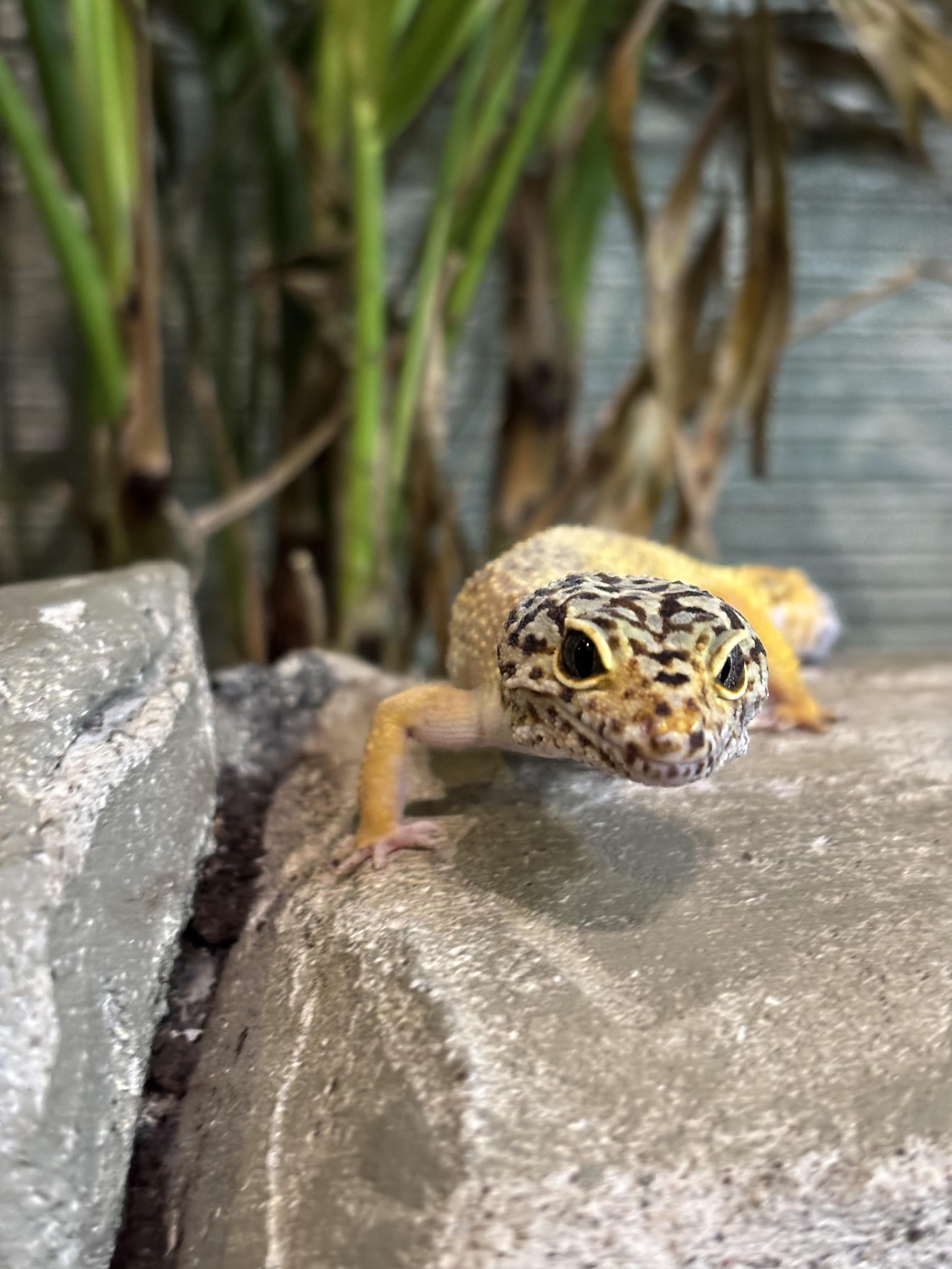 Doom, a Adopted Gecko in Concord, ON image 4/4