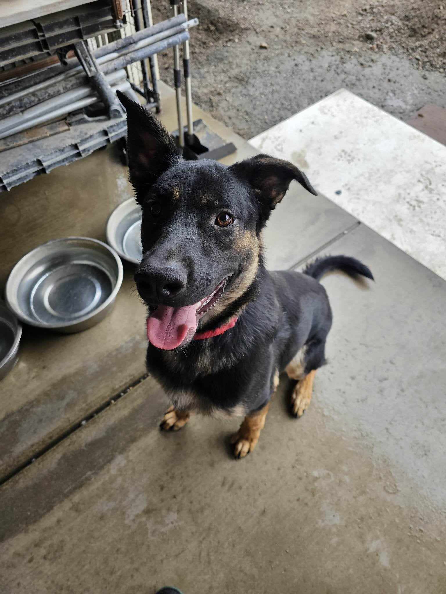 King, a Adoptable mixed breed in Wrightwood, CA image 1/6