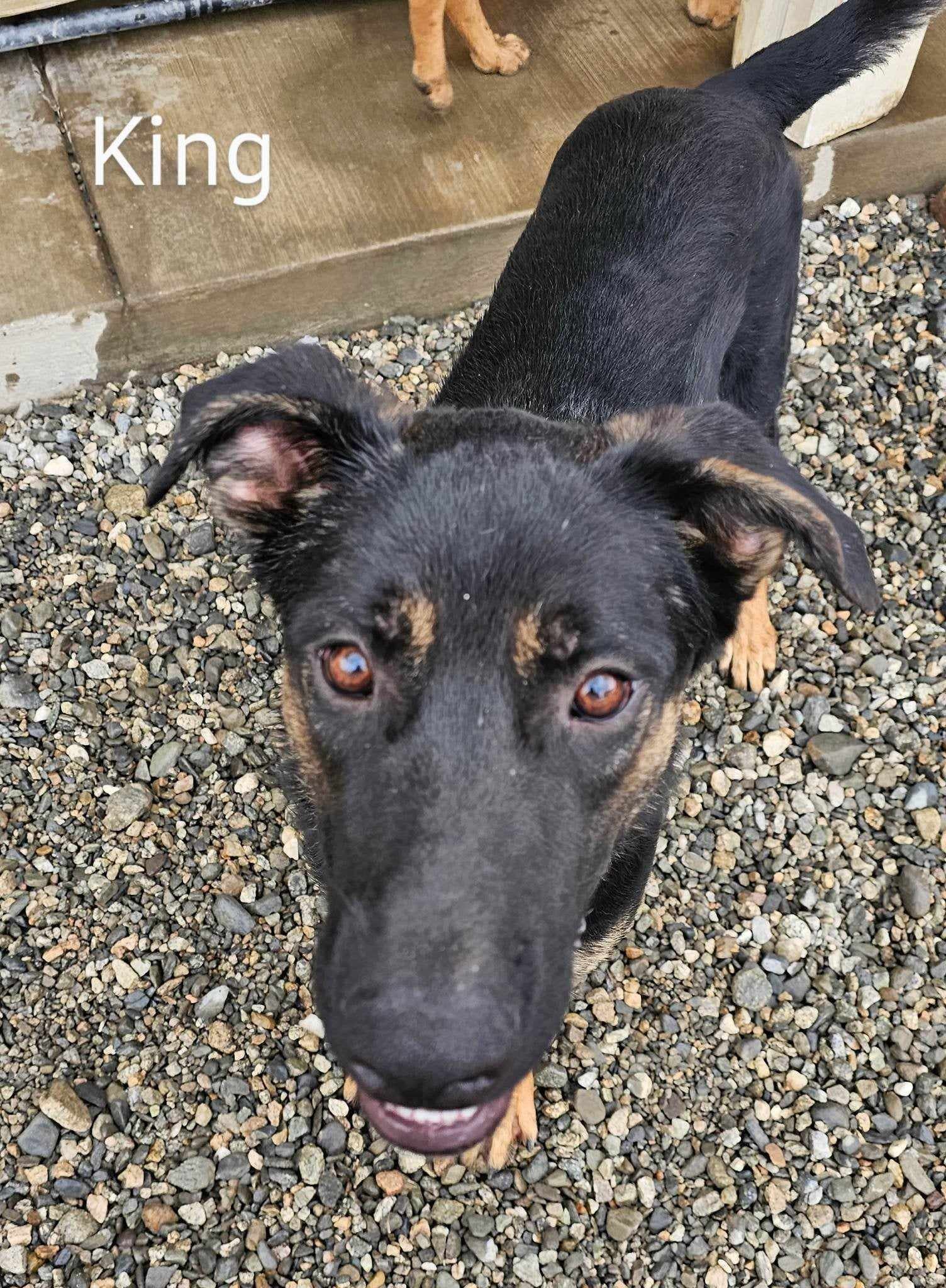 King, a Adoptable mixed breed in Wrightwood, CA image 2/6