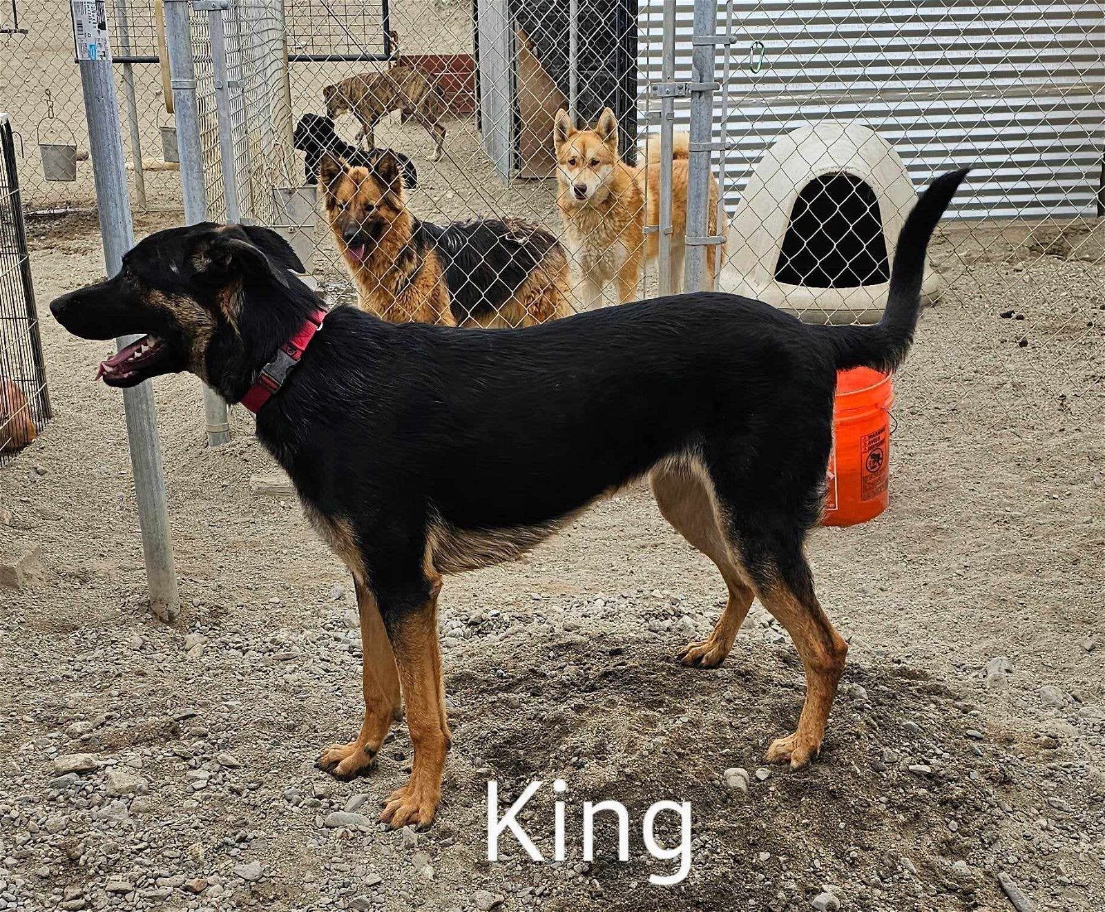 King, a Adoptable mixed breed in Wrightwood, CA image 3/6
