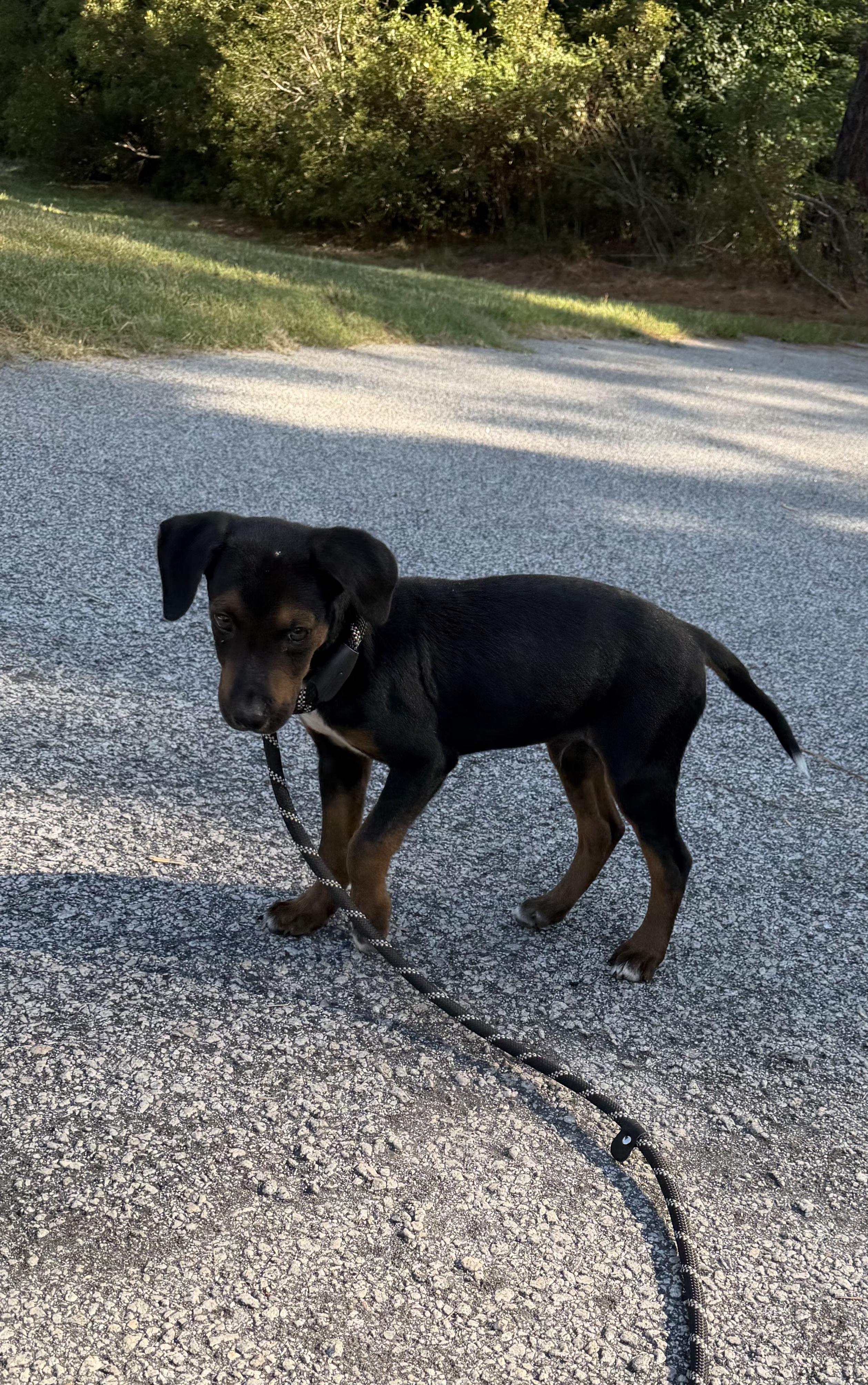 Enlarge Lance (puppy), a ADOPTABLE Mixed Breed in Sumter, SC image 1/3