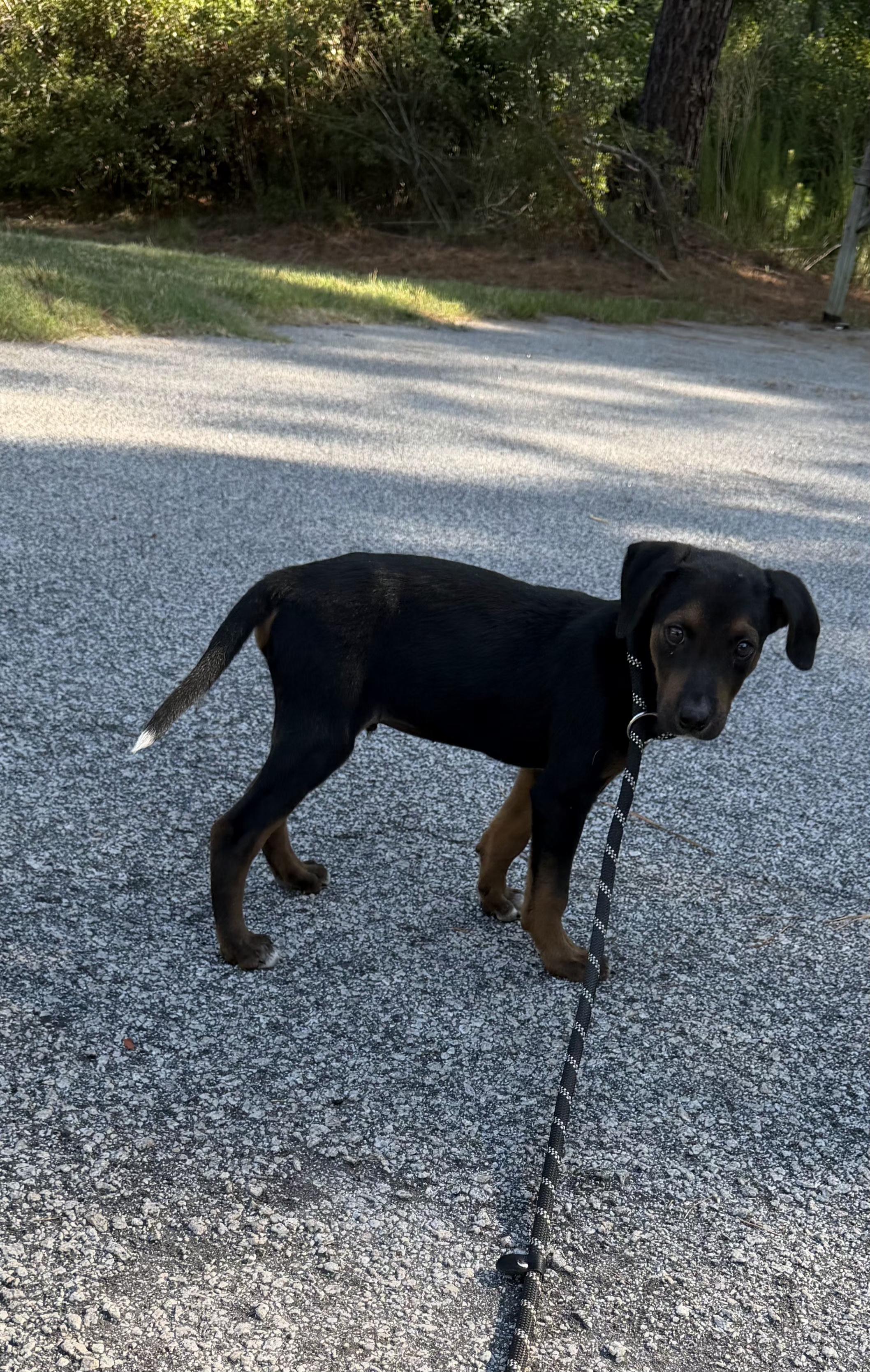 Enlarge Lance (puppy), a ADOPTABLE Mixed Breed in Sumter, SC image 3/3