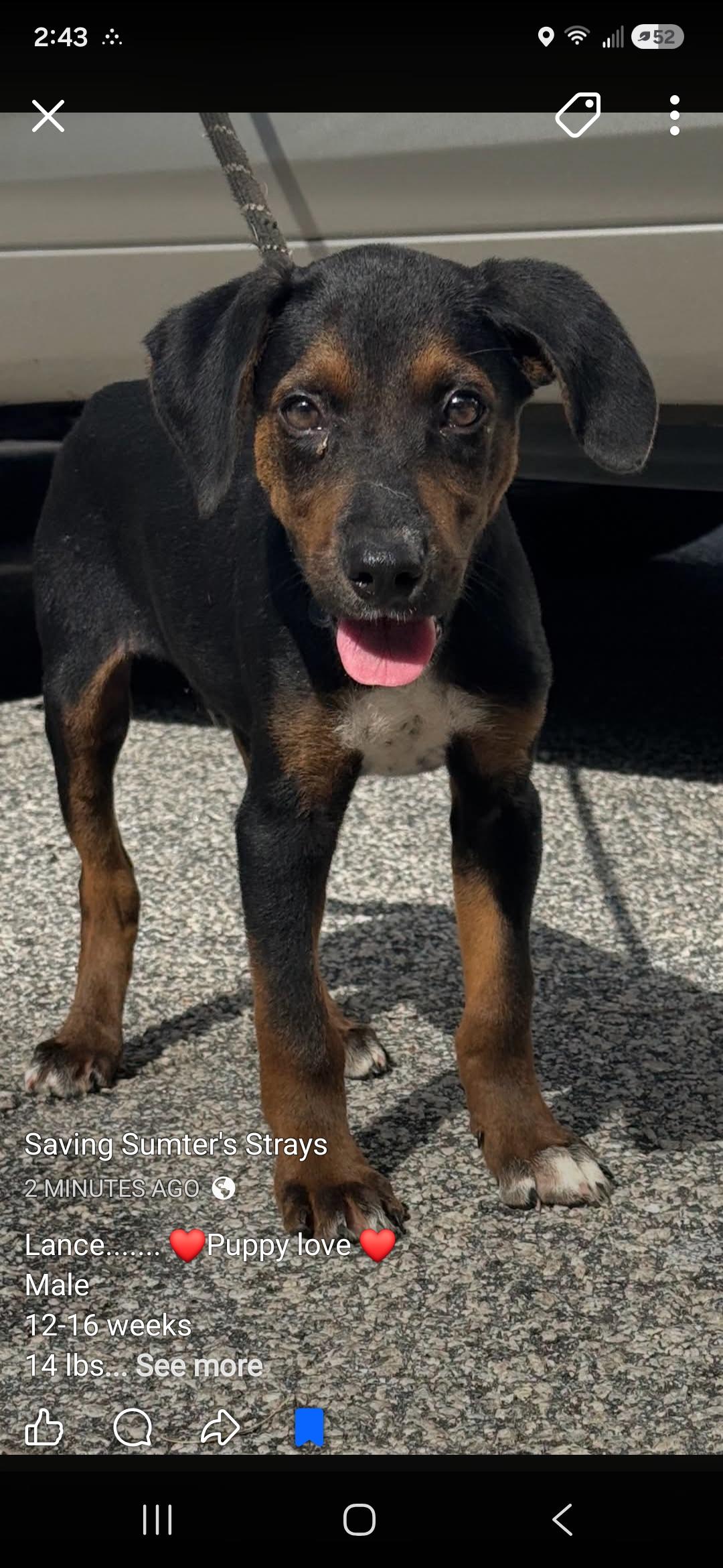 Enlarge Lance (puppy), a ADOPTABLE Mixed Breed in Sumter, SC image 2/3