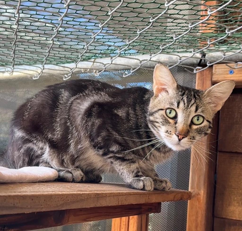 Clove, Adoptable, Young Male Domestic Short Hair.