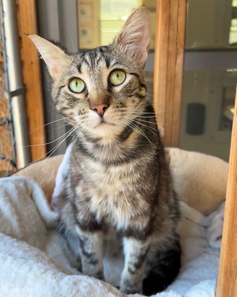 Enlarge Clove, a Adoptable mixed breed in Cambria, CA image 2/5