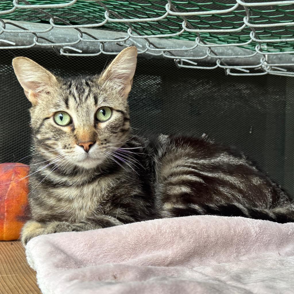 Enlarge Clove, a Adoptable mixed breed in Cambria, CA image 3/5