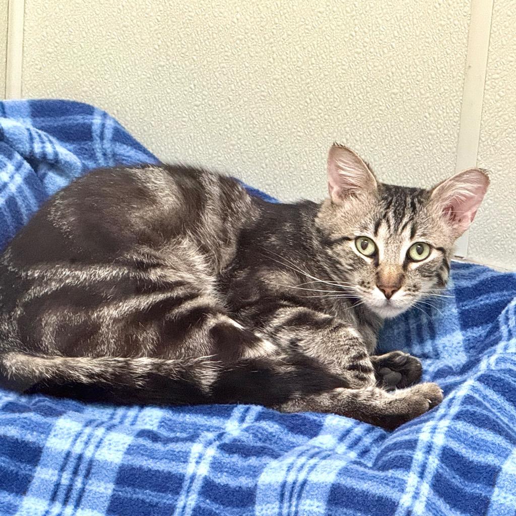 Enlarge Clove, a Adoptable mixed breed in Cambria, CA image 4/5